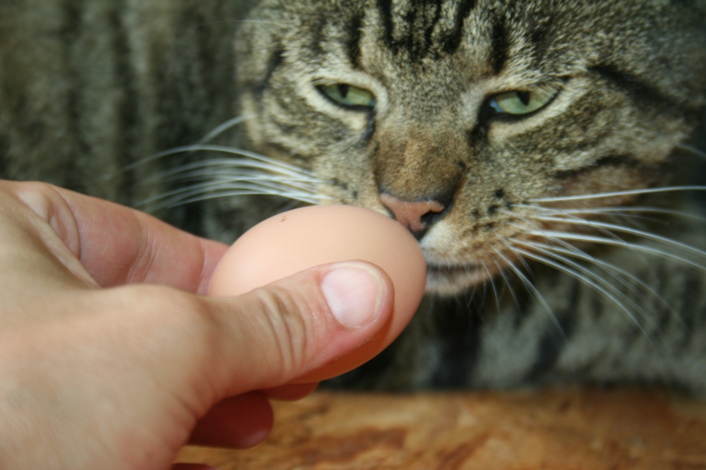 Mr Meowgo likes the egg a little too much